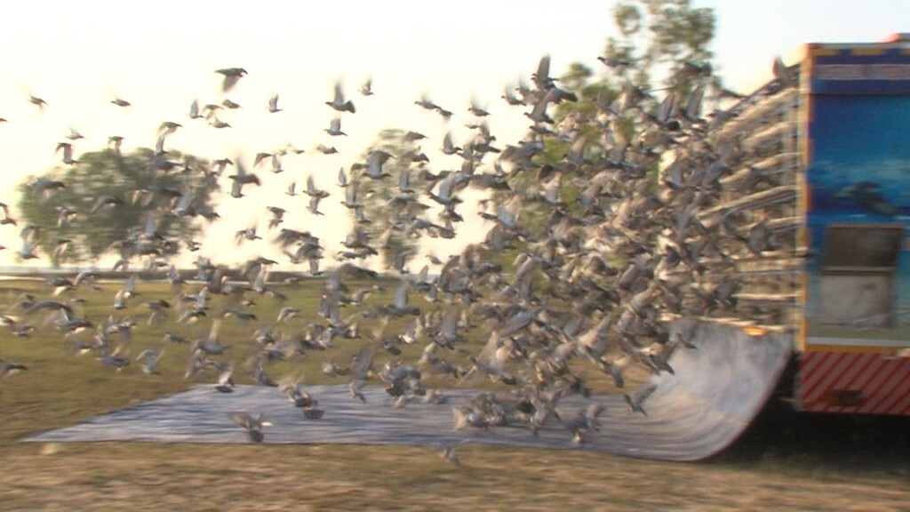 พิราบเยอรมนีชนะไทยคว้าแชมป์นานาชาติ-เจ้าของรับถ้วยพระราชทาน