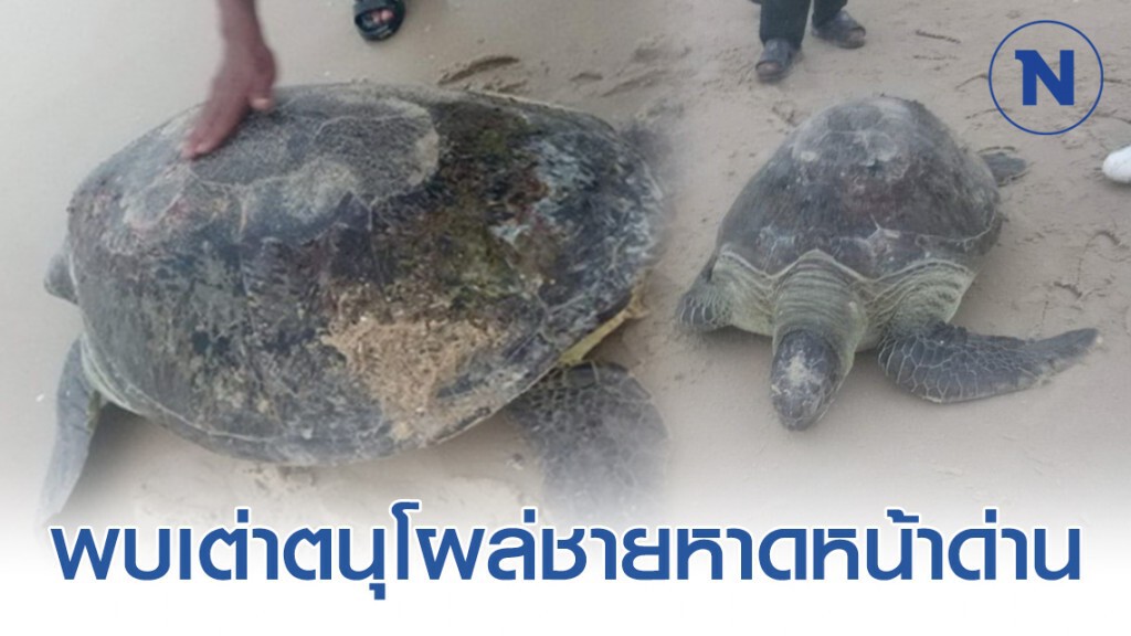พบเต่าตนุโผล่ชายหาดหน้าด่าน อ.ขนอม คาดขึ้นมาวางไข่