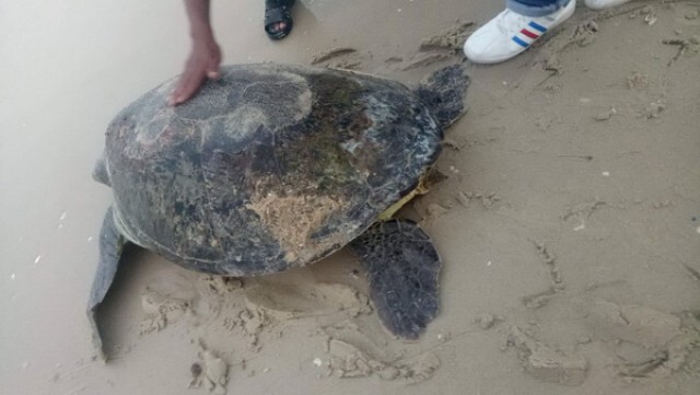 พบเต่าตนุโผล่ชายหาดหน้าด่าน อ.ขนอม คาดขึ้นมาวางไข่