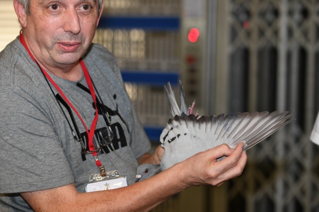 พิราบเยอรมนีชนะไทยคว้าแชมป์นานาชาติ-เจ้าของรับถ้วยพระราชทาน