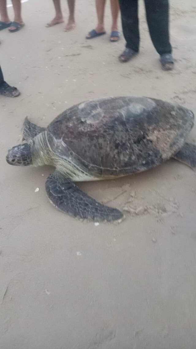 พบเต่าตนุโผล่ชายหาดหน้าด่าน อ.ขนอม คาดขึ้นมาวางไข่