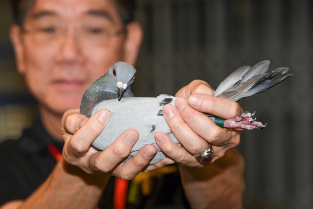 พิราบเยอรมนีชนะไทยคว้าแชมป์นานาชาติ-เจ้าของรับถ้วยพระราชทาน