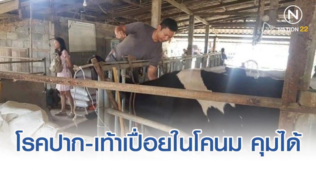 ปศุสัตว์  "มั่นใจ" โรคปากและเท้าเปื่อยในโคนม ควบคุมได้ วอนเกษตรกรอย่าตื่นตระหนก