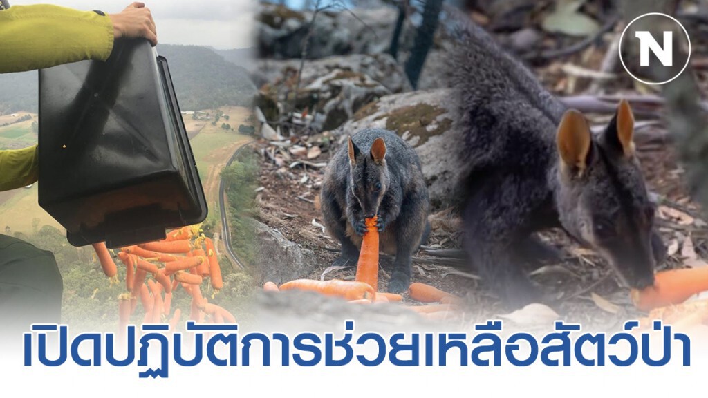 เปิดปฏิบัติการ "Operation Rock Wallaby"ช่วยเหลือสัตว์ เปิดปฏิบัติการ "Operation Rock Wallaby"ช่วยเหลือสัตว์