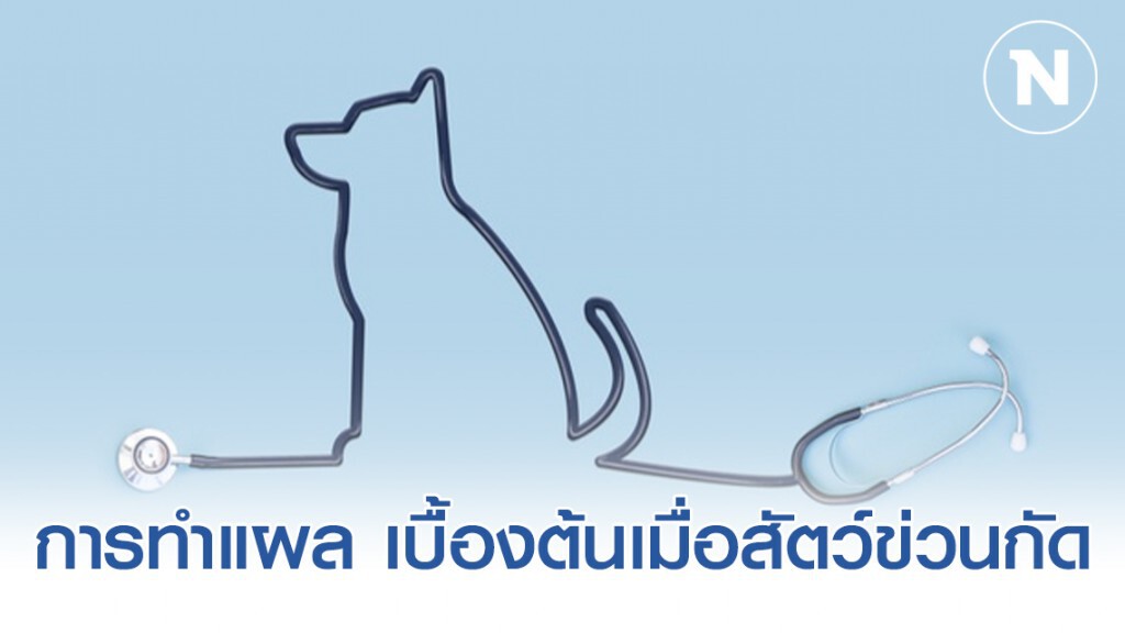 การทำแผล เบื้องต้นเมื่อสุนัข แมว หรือสัตว์ข่วนกัด