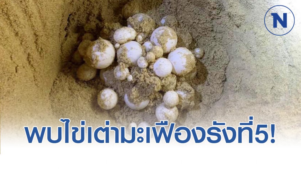 "ผศ.ดร.ธรณ์" โพสต์ สุดดีใจ พบเต่ามะเฟืองวางไข่ที่พังงา