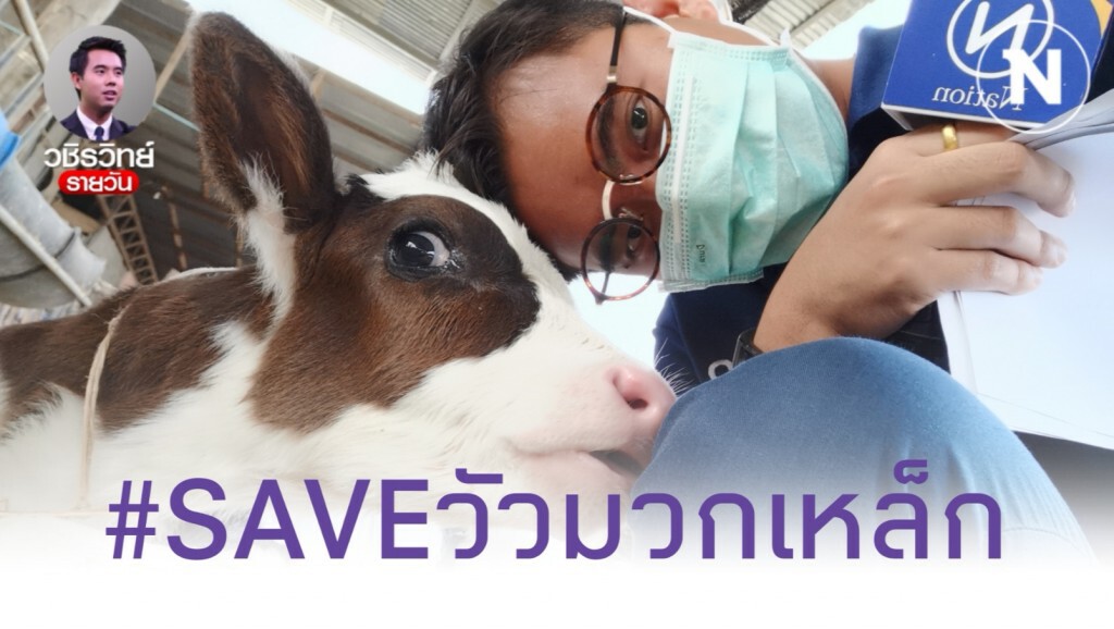 มืด​ 8​ ด้าน! เกษตร​กรโคนมมวกเหล็ก​ กัดฟันสู้โรคปากเท้าเปื่อย​ รักษาอาชีพพระราชทาน