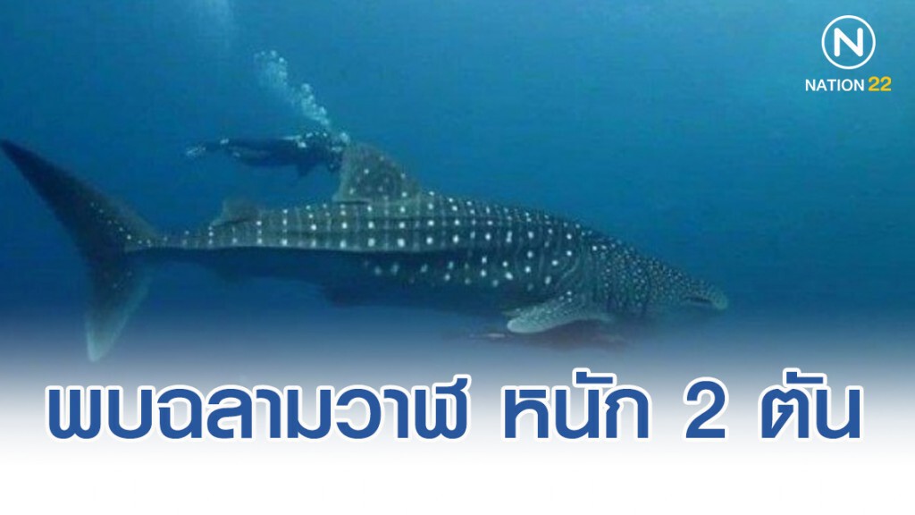 พบฉลามวาฬ หนัก 2 ตัน ใกล้อ่าวมาหยา พบฉลามวาฬ หนัก 2 ตัน ใกล้อ่าวมาหยา