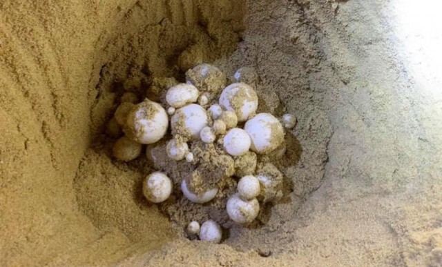 "ผศ.ดร.ธรณ์" โพสต์ สุดดีใจ พบเต่ามะเฟืองวางไข่ที่พังงา