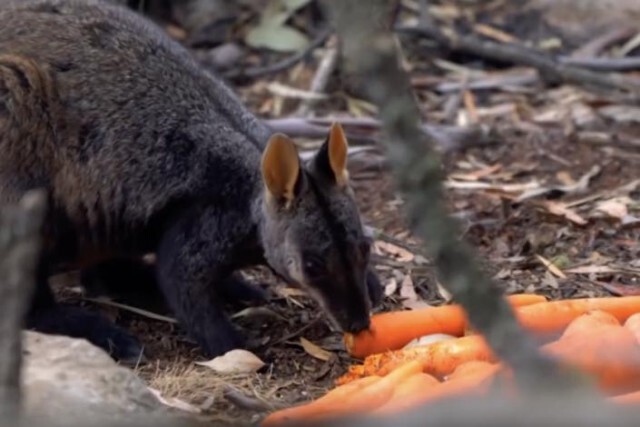 เปิดปฏิบัติการ "Operation Rock Wallaby"ช่วยเหลือสัตว์