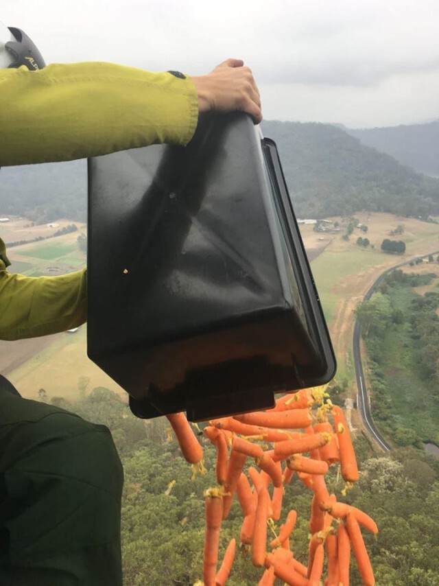 เปิดปฏิบัติการ "Operation Rock Wallaby"ช่วยเหลือสัตว์