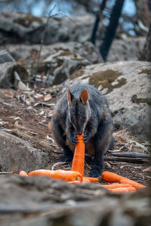 เปิดปฏิบัติการ "Operation Rock Wallaby"ช่วยเหลือสัตว์