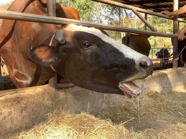 ปศุสัตว์  "มั่นใจ" โรคปากและเท้าเปื่อยในโคนม ควบคุมได้ วอนเกษตรกรอย่าตื่นตระหนก