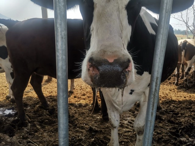 มืด​ 8​ ด้าน! เกษตร​กรโคนมมวกเหล็ก​ กัดฟันสู้โรคปากเท้าเปื่อย​ รักษาอาชีพพระราชทาน