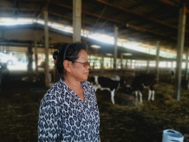 มืด​ 8​ ด้าน! เกษตร​กรโคนมมวกเหล็ก​ กัดฟันสู้โรคปากเท้าเปื่อย​ รักษาอาชีพพระราชทาน