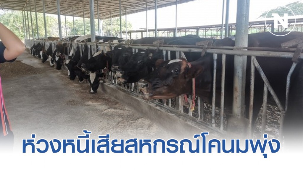ห่วงหนี้​เสียสหกรณ์​โคนม​พุ่ง​ หลังเจอโรดระบาดปากเท้าเปื่อย