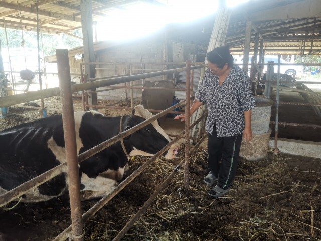 ห่วงหนี้​เสียสหกรณ์​โคนม​พุ่ง​ หลังเจอโรดระบาดปากเท้าเปื่อย