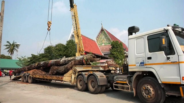 ชาวบ้านแห่ขอโชคลาภต้นตะเคียนยักษ์อายุ 702 ปี แน่นวัด