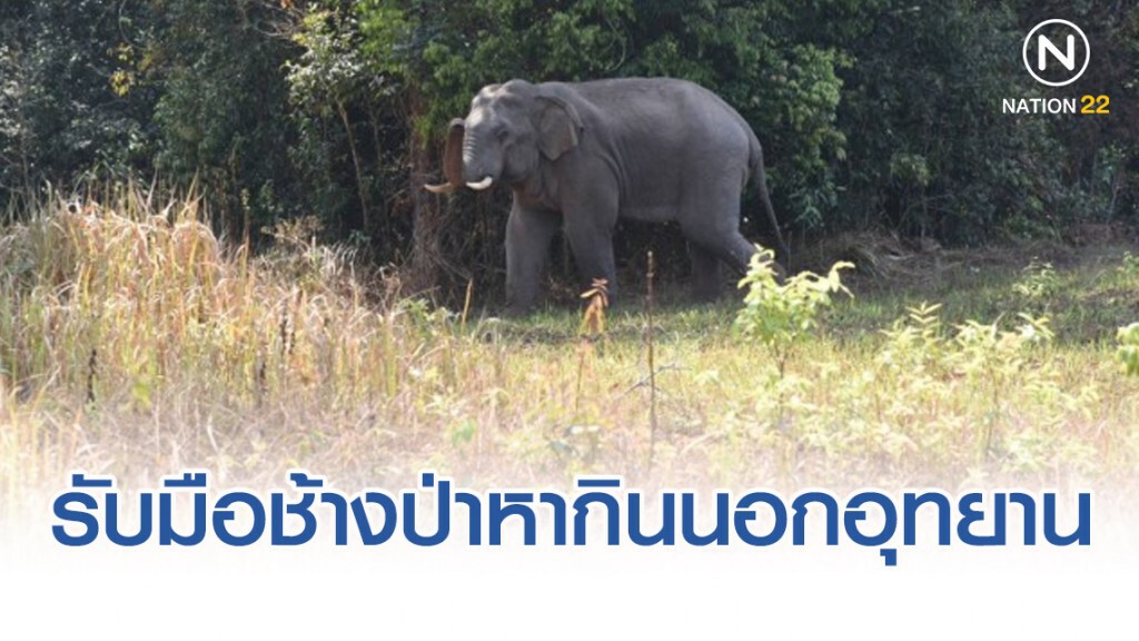 เขาใหญ่ เตรียมแผนรับมือ ช้างป่าหากินนอกอุทยาน เขาใหญ่ เตรียมแผนรับมือ ช้างป่าหากินนอกอุทยาน