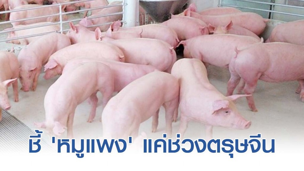 ผู้เลี้ยงสุกรชี้ 'หมูแพง' แค่ช่วงตรุษจีน ผู้เลี้ยงสุกรชี้ 'หมูแพง' แค่ช่วงตรุษจีน