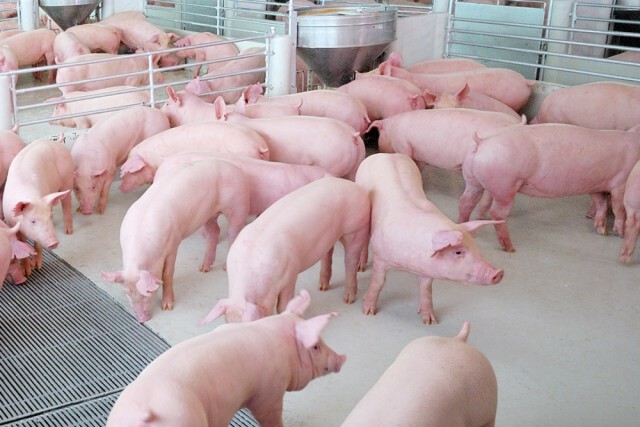ผู้เลี้ยงสุกรชี้ 'หมูแพง' แค่ช่วงตรุษจีน