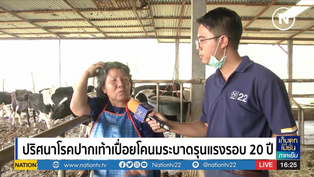(ราย​งานพิเศษ)​ ปริศนาโรคปากเท้าเปื้อยโคนมระบาดรุนแรงรอบ 20 ปี 