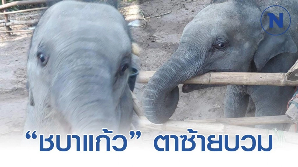 ลูกช้าง ชบาแก้ว​ มีอาการตาข้างซ้ายบวมแดง