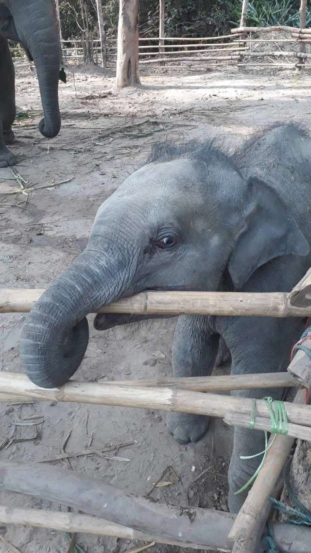 ลูกช้าง ชบาแก้ว​ มีอาการตาข้างซ้ายบวมแดง