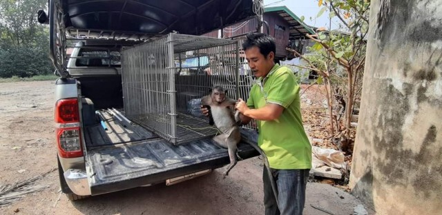 จับ "ลิงแสม" ​ตัวแสบ​ สร้างความเดือดร้อน​