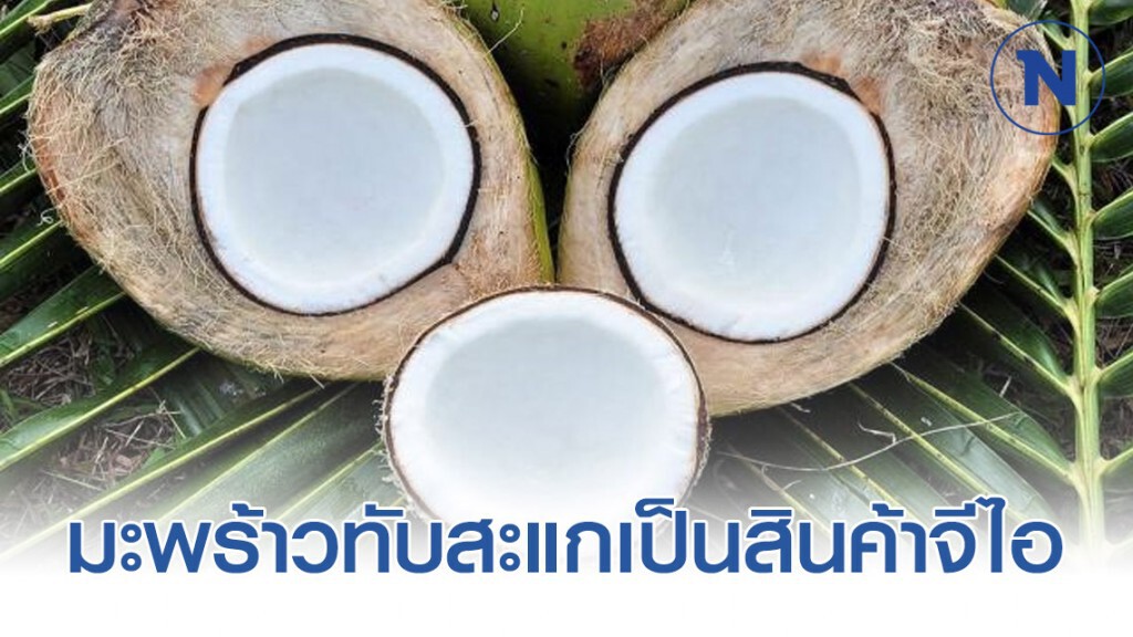 พาณิชย์ขึ้นทะเบียนมะพร้าวทับสะแกเป็นสินค้าจีไอ