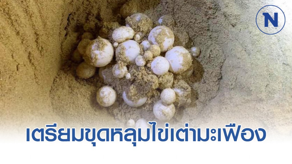 เตรียมขุดหลุมไข่เต่ามะเฟือง หลังจากตัวแรกคลานขึ้นจากหลุม