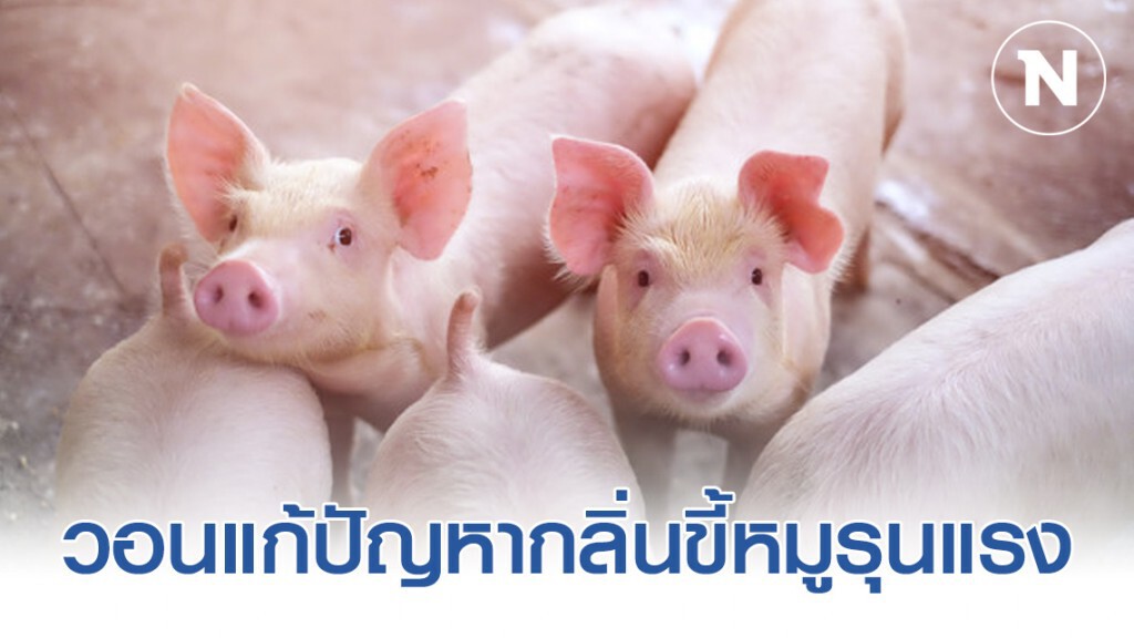 วอนแก้ปัญหากลิ่นขี้หมูรุนแรง วอนแก้ปัญหากลิ่นขี้หมูรุนแรง
