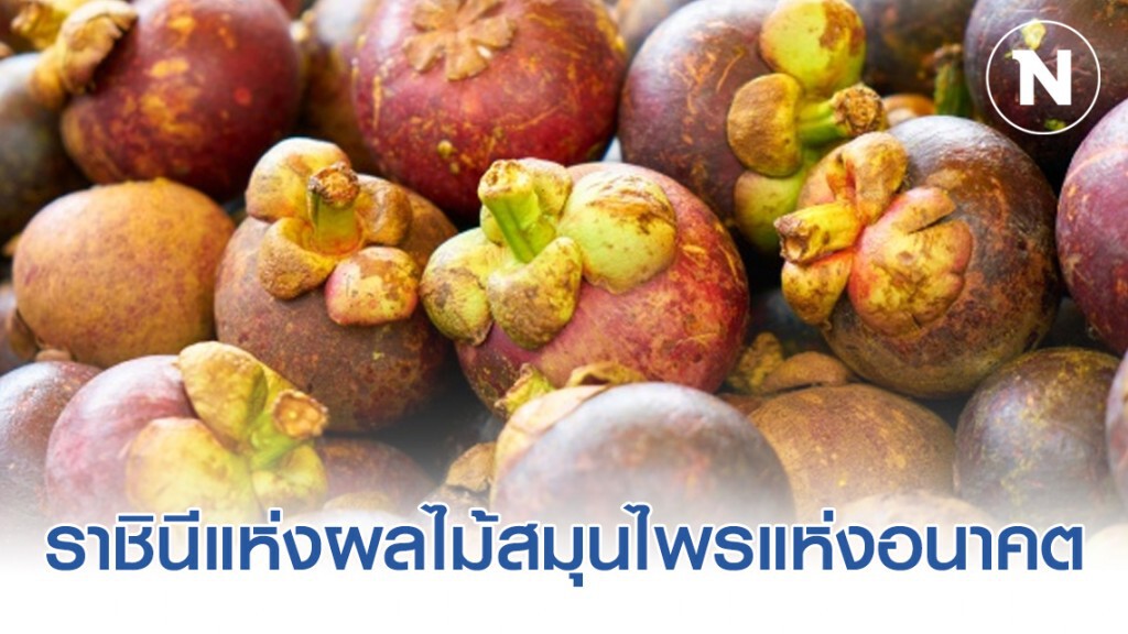 มังคุด : ราชินีแห่งผลไม้สมุนไพรแห่งอนาคต
