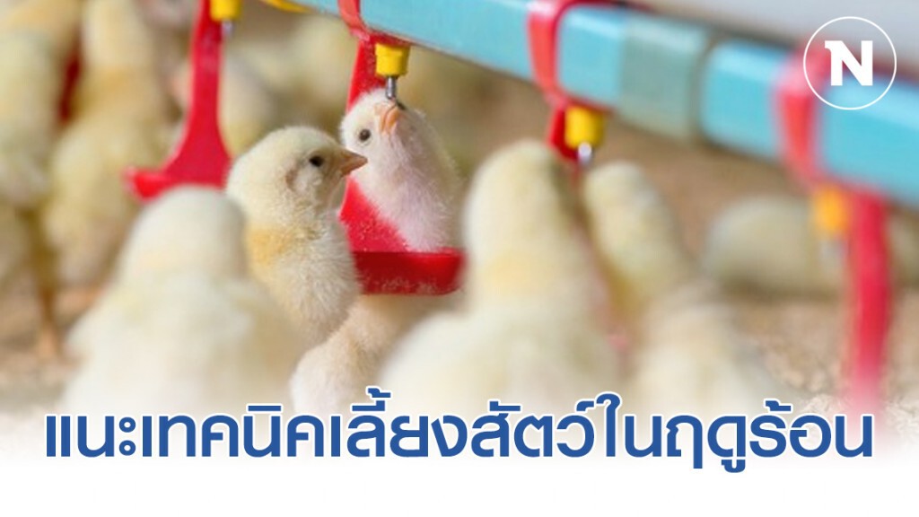 สัตวแพทย์แนะเทคนิคเลี้ยงสัตว์ในฤดูร้อนรับมือภัยแล้ง