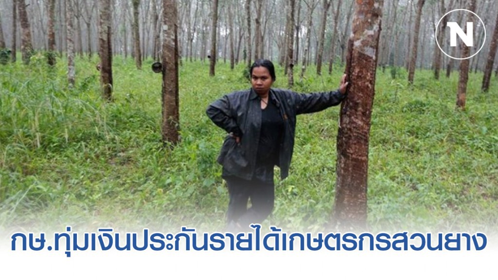 กษ.ทุ่มเงินประกันรายได้เกษตรกรสวนยาง กว่า1.2หมื่นล้าน กษ.ทุ่มเงินประกันรายได้เกษตรกรสวนยาง กว่า1.2หมื่นล้าน