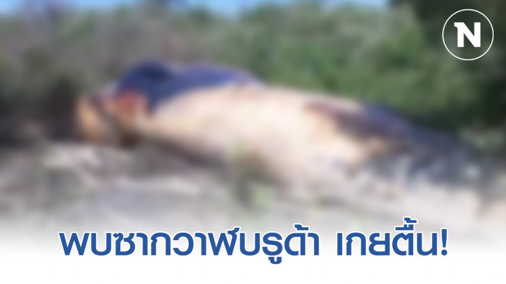 พบซากวาฬบรูด้าขนาด 13เมตร เกยตื้น! พบซากวาฬบรูด้าขนาด 13เมตร เกยตื้น!