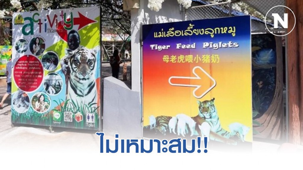 กรมอุทยาน​ฯ​ เบรก​ ​สวนเสือศรีราชา​ให้แม่เสือเลี้ยงลูกหมู​ ชี้ไม่เหมาะสม