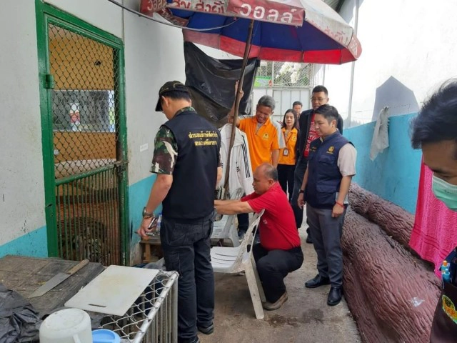 กรมอุทยาน​ฯ​ เบรก​ ​สวนเสือศรีราชา​ให้แม่เสือเลี้ยงลูกหมู​ ชี้ไม่เหมาะสม