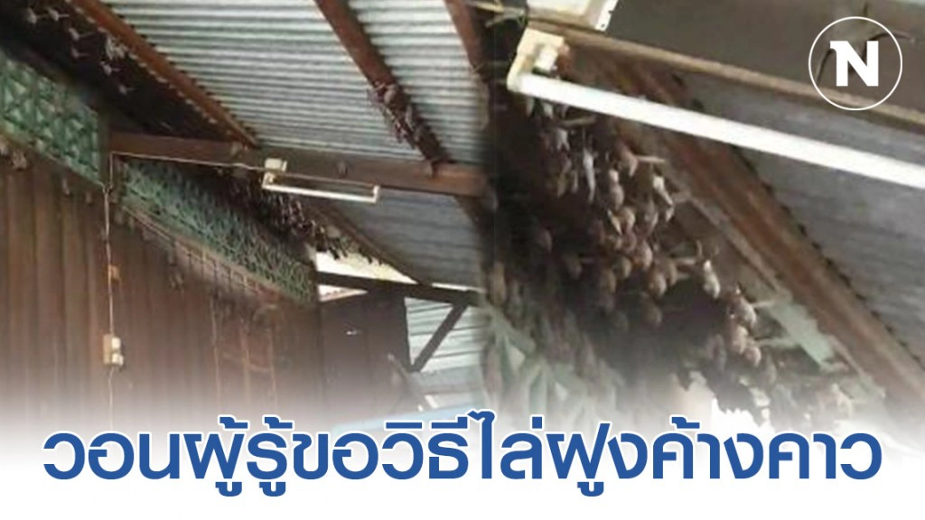 สาววอนขอ! How to ไล่ค้างคาว ที่เกาะอยู่บนหลังคานับพันตัว