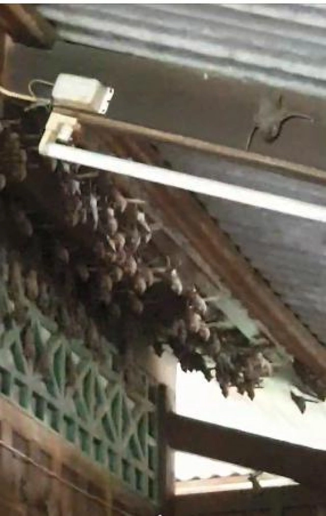 สาววอนขอ! How to ไล่ค้างคาว ที่เกาะอยู่บนหลังคานับพันตัว