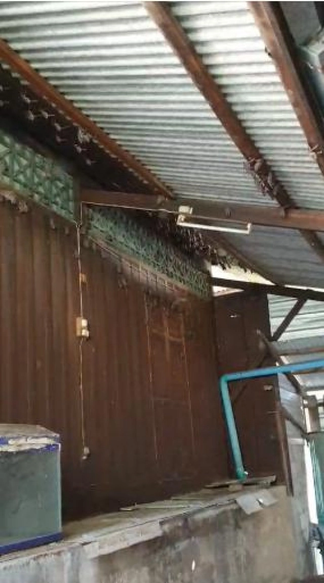 สาววอนขอ! How to ไล่ค้างคาว ที่เกาะอยู่บนหลังคานับพันตัว