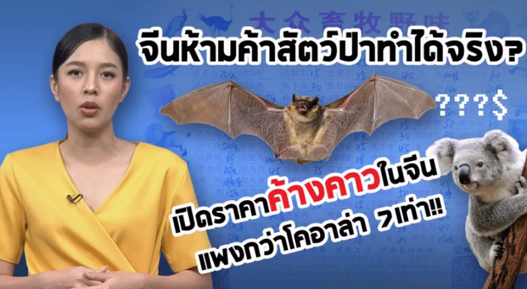 เปิดราคาค้างคาวในจีน แพงกว่าโคอาล่า 7 เท่า