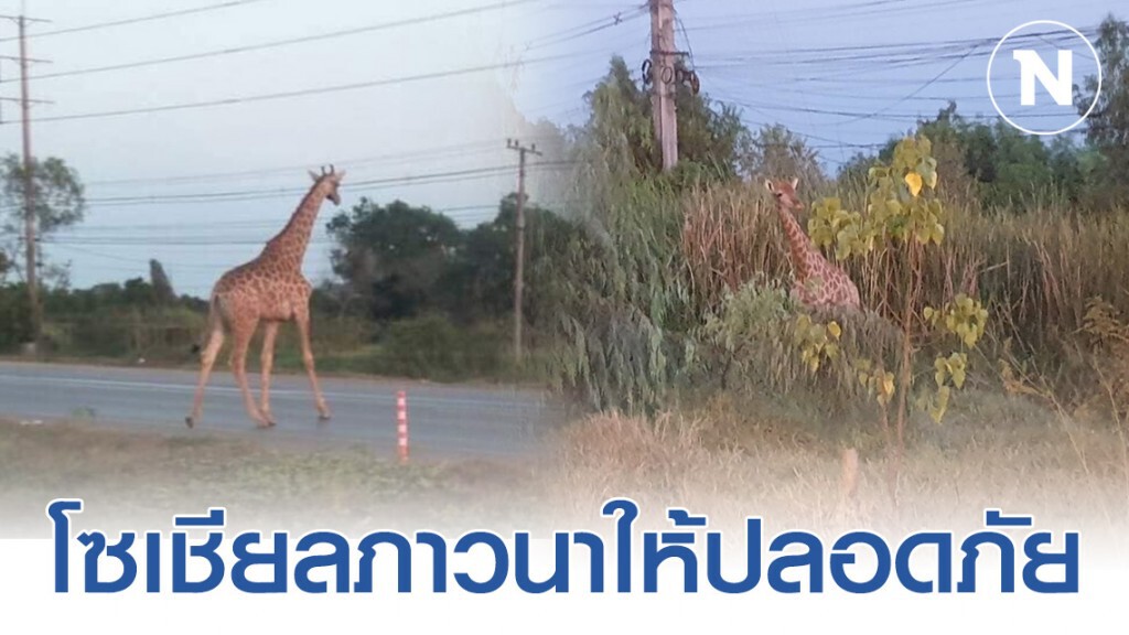 ยังจับไม่ได้!! ยีราฟหลุด สี่แยกบางคล้า โซเชียลภาวนาให้ปลอดภัย ยังจับไม่ได้!! ยีราฟหลุด สี่แยกบางคล้า โซเชียลภาวนาให้ปลอดภัย