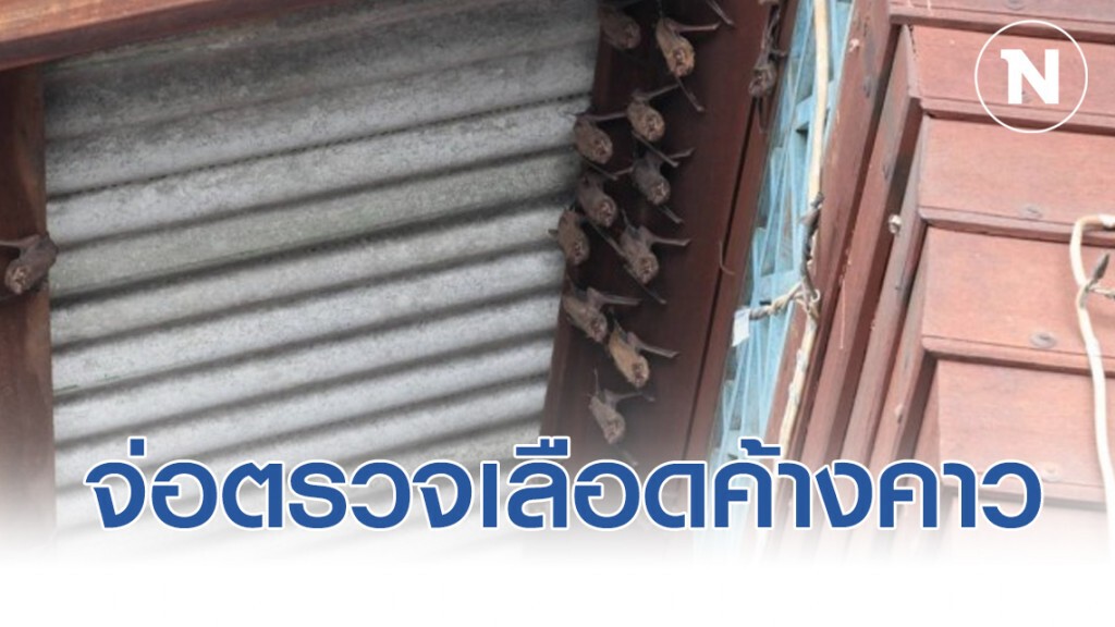 "หมอล็อต"​ จ่อตรวจเลือดค้างคาวเมืองชล​ ศุกร์​นี้​ (30​ ม.ค.)​ ชาวบ้านผวาไวรัส​โคโรนา วอนขับไล่พ้น