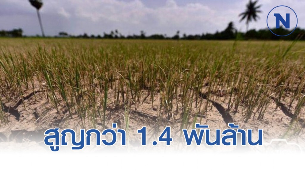 วิกฤติแล้งลามหนักพื้นที่เกษตร สูญเงินแล้วกว่า 1.4 พันล้าน วิกฤติแล้งลามหนักพื้นที่เกษตร สูญเงินแล้วกว่า 1.4 พันล้าน