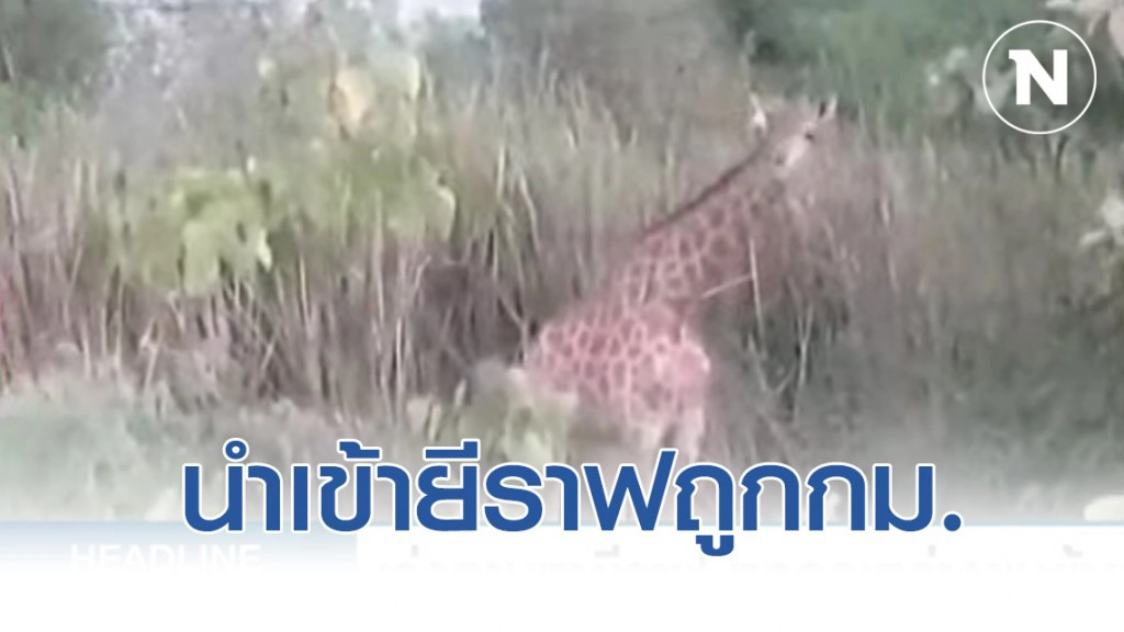 อุทยานฯ​ ยันซาฟารีเวิลด์​ นำเข้ายีราฟถูกกฎหมาย​