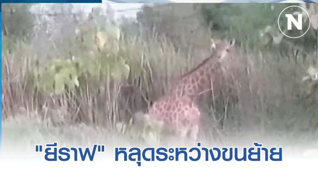 เร่งตามหา "ยีราฟ" หลุดระหว่างขนย้าย เร่งตามหา "ยีราฟ" หลุดระหว่างขนย้าย