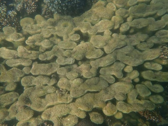 สำรวจความสวยงามใต้ทะเล อุทยานแห่งชาติหาดวนกร
