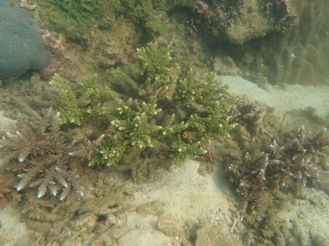 สำรวจความสวยงามใต้ทะเล อุทยานแห่งชาติหาดวนกร