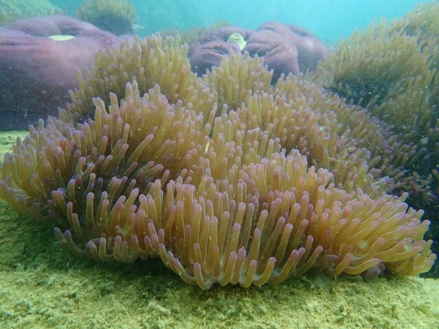 สำรวจความสวยงามใต้ทะเล อุทยานแห่งชาติหาดวนกร